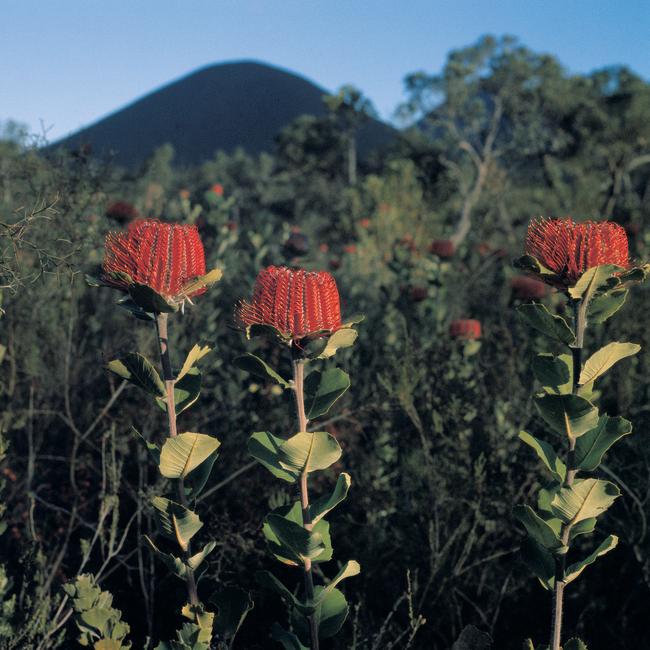 Spectacular scarlet banksia in the Stirling Range National Park