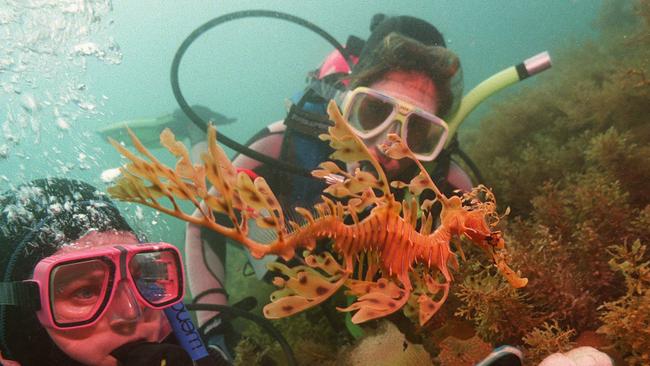 Diver Debbie Adams with Trish Rubenhold looking at a Leafy Sea Dragon off the coast of Kangaroo Island.