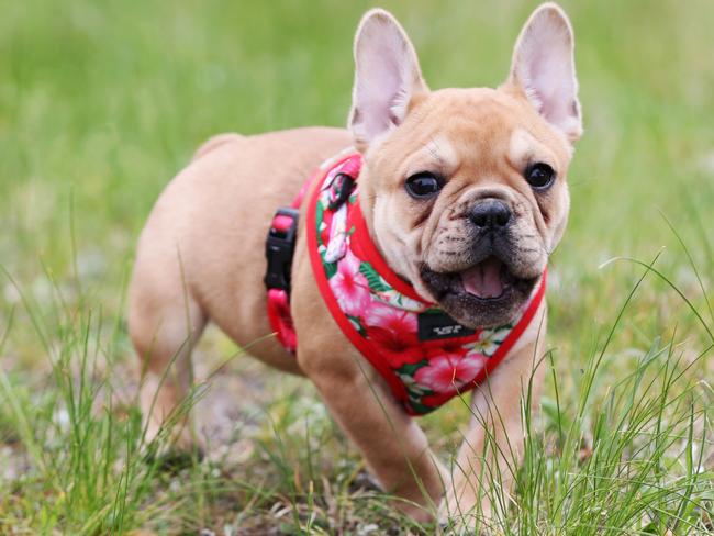 Twelve-week-old French bulldog puppy Rari. Picture: NIKKI DAVIS-JONES