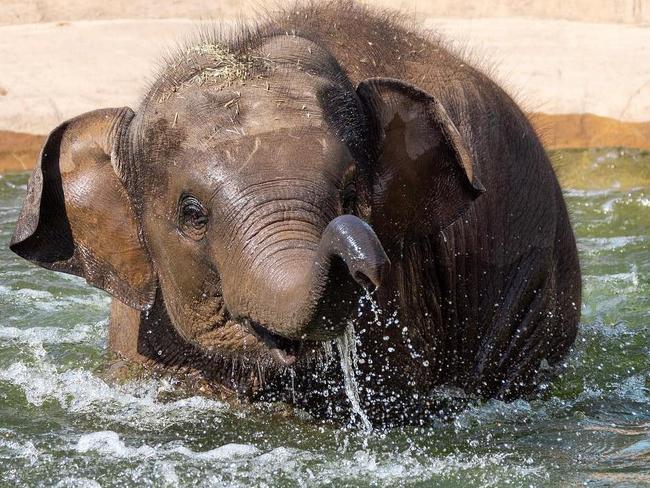 Brazos, who is two years old, is the ninth animal to receive the vaccine. Picture: The Times