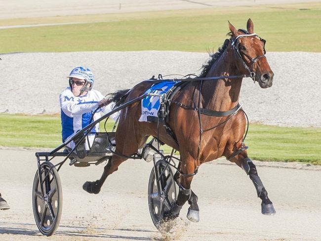 Race 2: Melton Park, Saturday 28-10-2023 Mimosa Homes Gammalite Free for All (Nr 90 or Better.) Winner: Curly James (4) Trainer: Courtney Laker; Driver: David Moran Race Distance: 2,240 metres, Mile Rate: 1.53.0 photography: Stuart McCormick