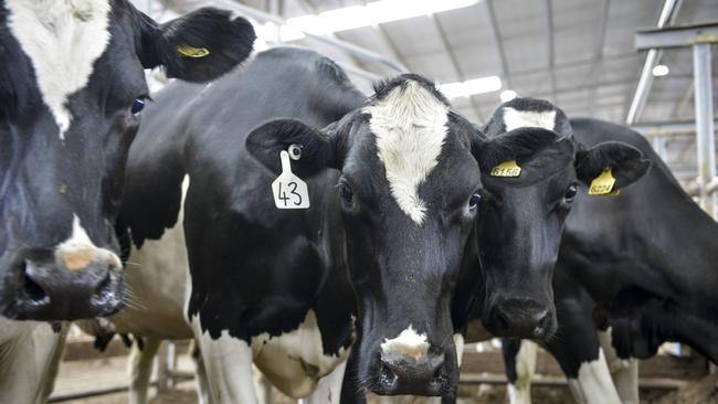 Russ and Sue Pearson returned an average of $2225 and a top of $4100 at their Holstein and crossbred dispersal. Picture: Dannika Bonser