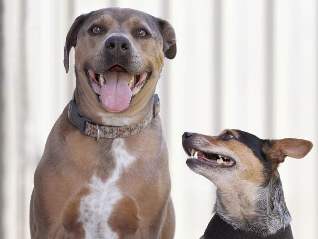 Dusty, an American Staffy was bitten by a brown snake, but was saved from further attack by Roxy, a Chihuahua x Blue Heeler.The two happy dogs. 8 November 2022. Picture Dean Martin