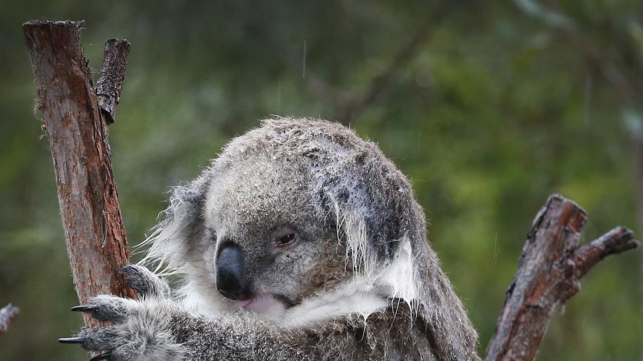 Koalas have copped a drenching. Picture: David Caird