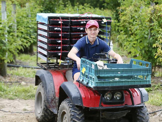 Westerway Fruit Farm is a hive of activity as tourists and pickers gather at the property.  (L-R) Local worker Brayden ButlerPICTURE: MATT THOMPSON