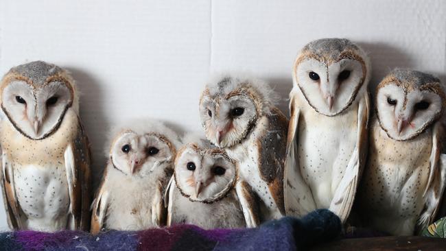 Six orphaned barn owls rescued on an Auburn property were taken into care at Minton Farm Animal Rescue Centre at Cherry Gardens. Pic Tait Schmaal.