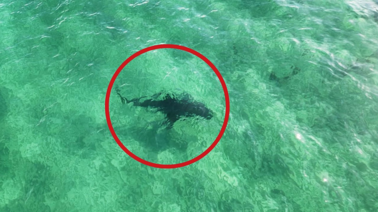 Huge shark seen at metro beach as drastic safety measures taken
