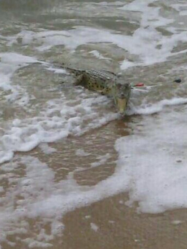 Cardwell woman shocked to catch a crocodile while fishing on the beach ...