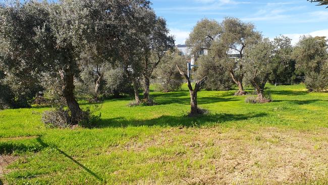 The historic olive grove which will be destroyed for the new Women's and Children's Hospital carpark. Picture: Colin James