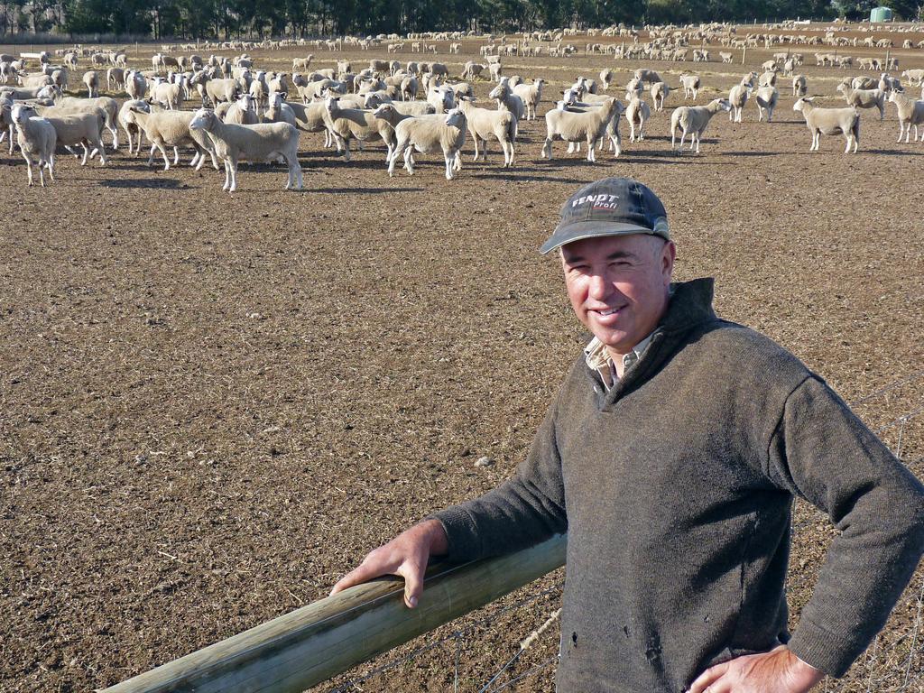 Containment feeding key to drought management for sheep, cattle farmers ...