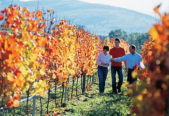 Cool delights ... Tasmania's climate provides an ideal wine-growing environment.