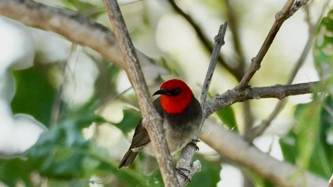 "Red headed honeyeater photographed at Rapid Creek." Picture: Leslee Reif.