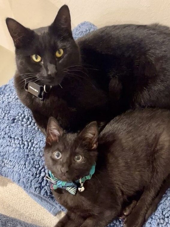 Best buds Mo and Bo. Picture: Supplied