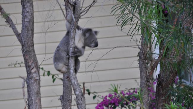 There were community meetings to discuss the impact on residents and wildlife in the area. 