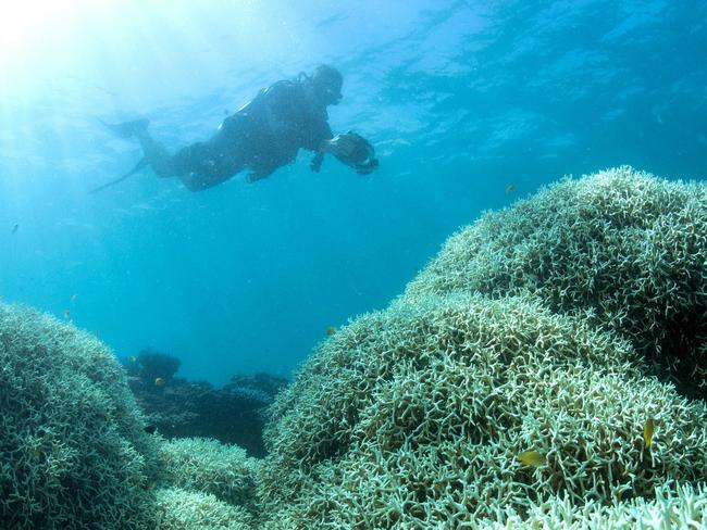 An undated handout photo obtained from the XL Catlin Seaview Survey on March 21, 2016 shows a diver filming a reef affected by bleaching off Lizard Island in the Great Barrier Reef. Environmental groups March 21 urged greater action on climate change after the government declared the highest alert level over an epidemic of coral bleaching in the pristine northern reaches of Australia's Great Barrier Reef. / AFP PHOTO / XL Catlin Seaview Survey / Handout / RESTRICTED TO EDITORIAL USE - MANDATORY CREDIT "AFP PHOTO / XL Catlin Seaview Survey" - NO MARKETING NO ADVERTISING CAMPAIGNS - DISTRIBUTED AS A SERVICE TO CLIENTS == NO ARCHIVE