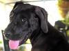 VOTE NOW: Charleville’s cutest dog 2024