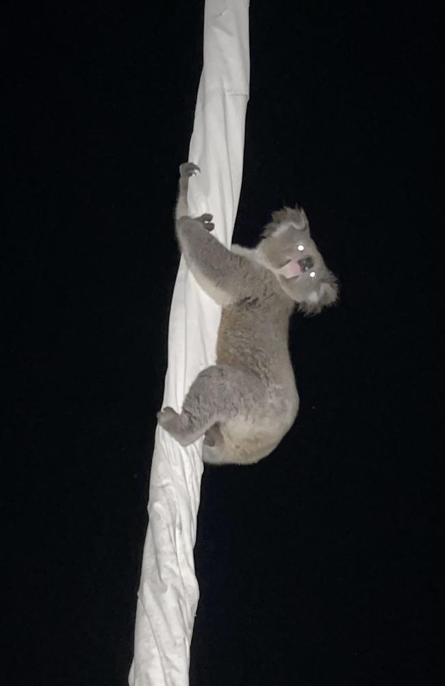 The koala treating Pipedream’s mast like a gum tree. Picture: Stuart Loft