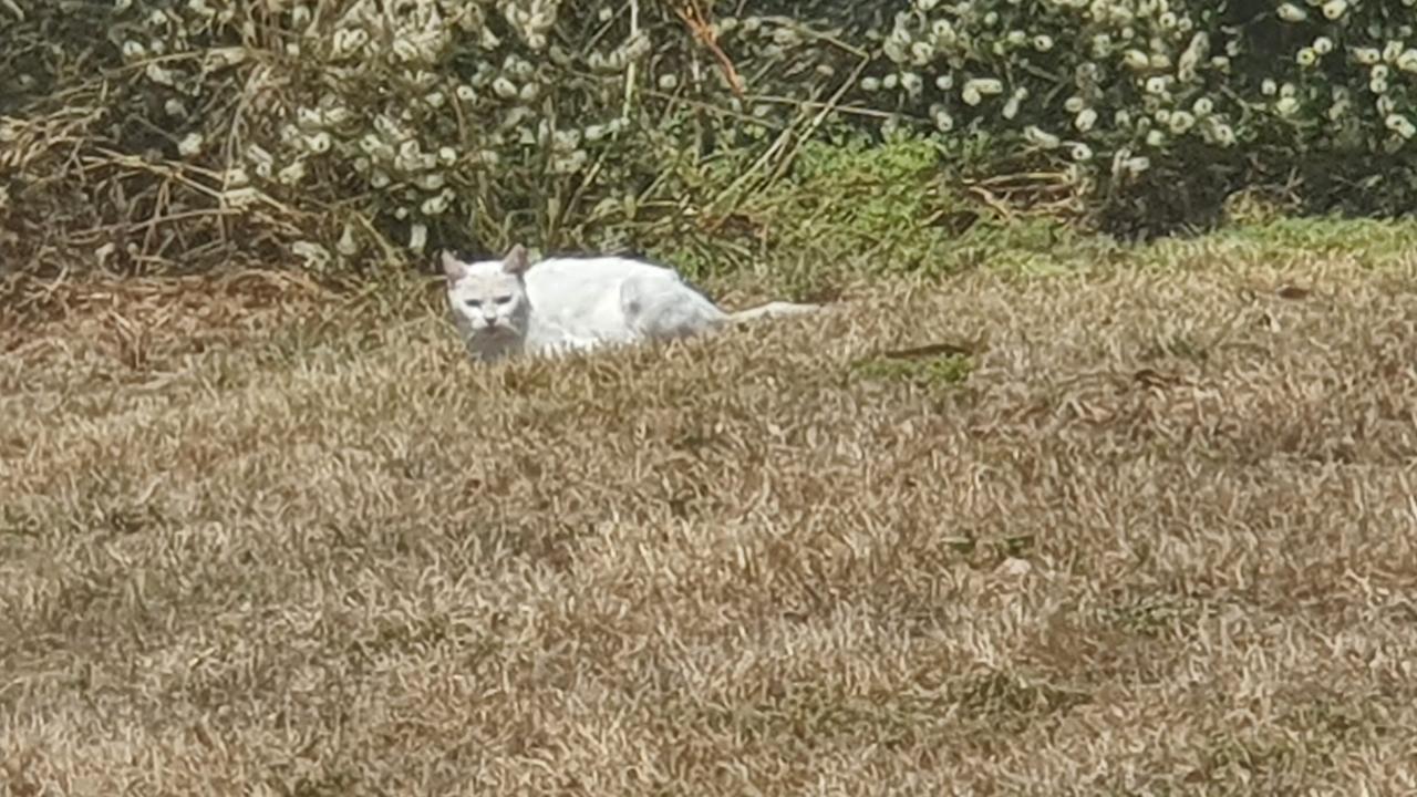 FERAL CAT TRAPS - Geelong Toorak Times