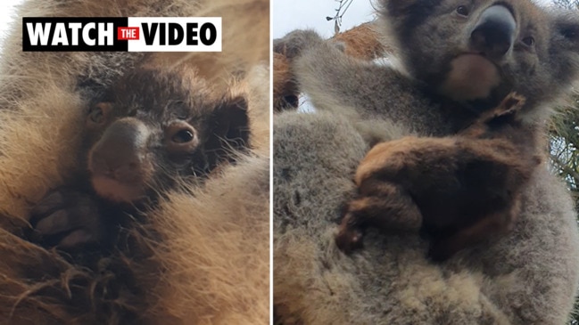 Rare koala twins at Kangaroo Island Wildlife Park