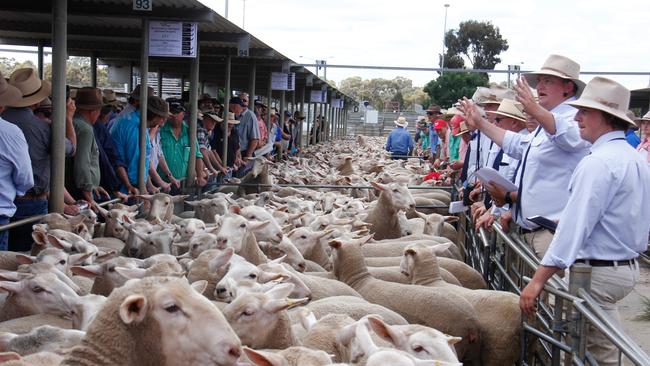 Selling first-cross ewe lambs at Bendigo sheep sale last week.