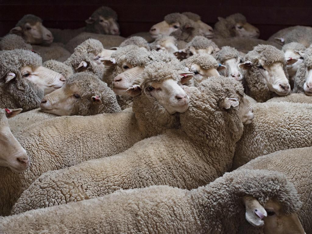 Twelve sheep were killed without prior stunning as part of a veterinary training program. Picture: Zoe Phillips