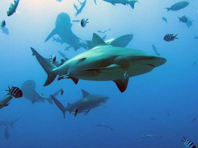 Bull sharks Picture: Colin Simpendorfer/Simon Fraser University/James Cook University/AFP