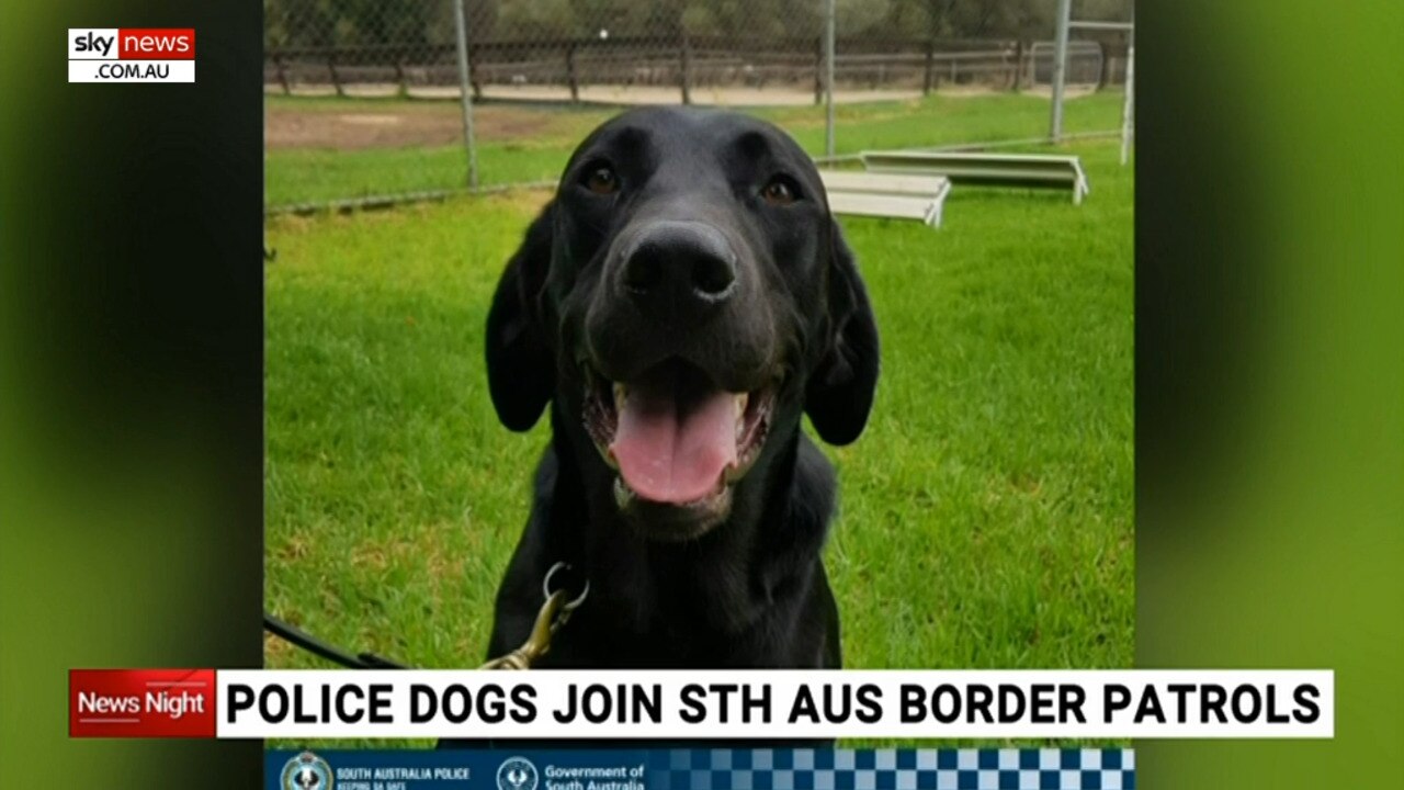 Police sniffer dogs join SA border patrol efforts