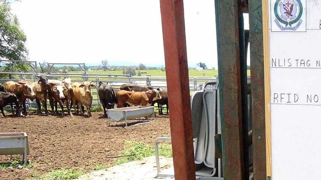 EVIDENCE: Cattle involved in a theft in Lawrence. Picture: NSW Police