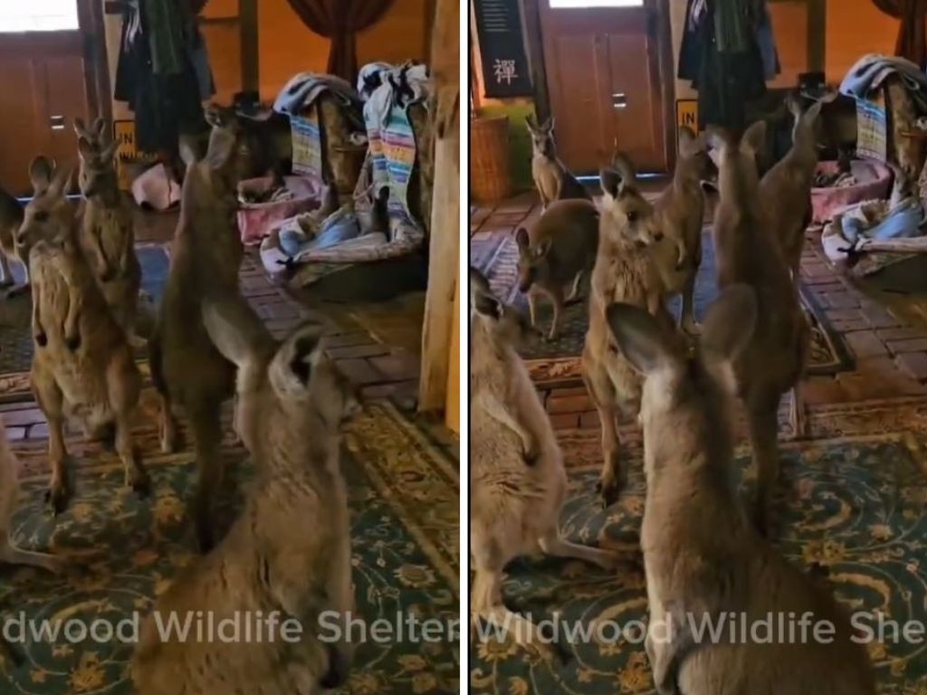 Wildlife carer Pam Turner sheltered 20 orphan joeys in her living room during Grampians bushfire. Picture: Facebook