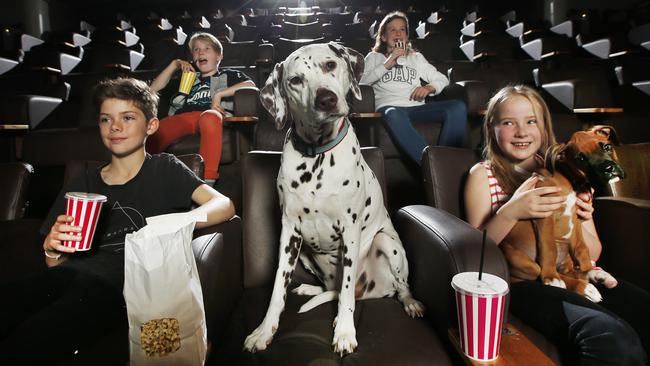 If this guy is behaving better than you at the movies, might be time to check yourself. Indy the dalmatian attends a pooch-friendly screening with his humans at Melbourne’s Sun Theatre. (Pic: David Caird)