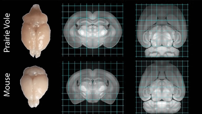 the brain activity of prairie voles – small, monogamous rodents – during and after orgasm. Image: eLife