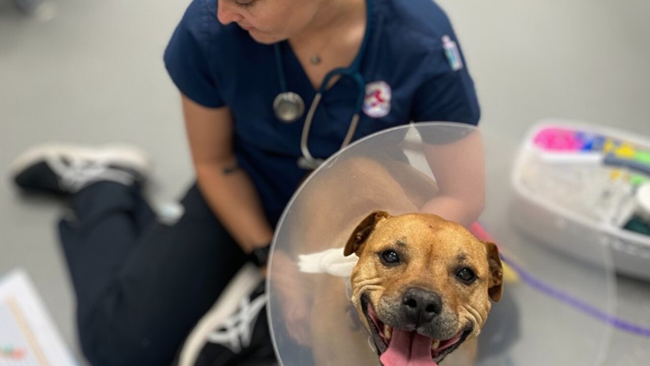 Sugarland Animal Hospital director, Mykeala Campanini has issued a warning to pet owners in the region after the hospital treated at least one bite-affected pet like Bonnie (pictured) every day over the past week, with several cases over the weekend.