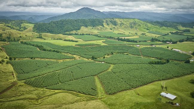 Australia's leading banana grower, Mackay Farming Group are selling their 5861ha North Queensland portfolio.