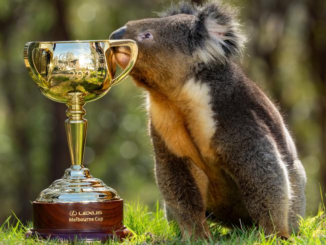 Macedon, VIC: Franky the koala gets up close and personal with the Cup on a visit to Wild Action Zoo. Picture: Jay Town