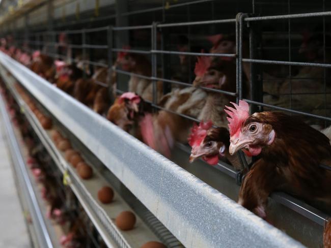 Battery hens at a farm on the Darling Downs. Picture: David Kelly