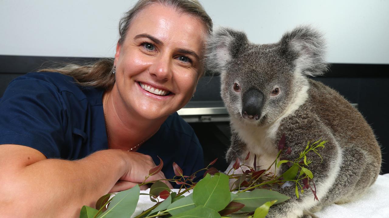 RSPCA Wildlife Hospital head veterinarian Rebecca Millers pictured with Roger a male koala who was injured after falling out of a tree. Photo: David Clark