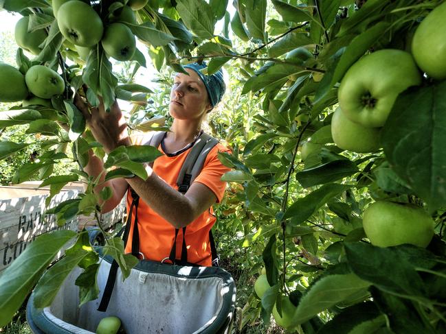 GOULBURN VALLEY ,AUSTRALIA 11 FEBRUARY 2016: Photo of Belgium backpacker Plaloe Miclotte picking fruits  in the Goulburn Valley on 11 February 2016 . PHOTO THE AUSTRALIAN  /LUIS ENRIQUE ASCUI