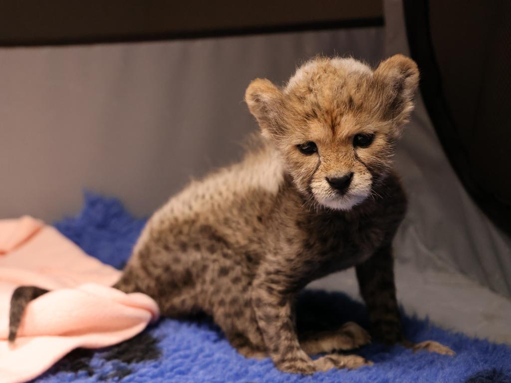 The veterinary and zookeeping teams at Taronga Western Plains Zoo Dubbo are currently hand-rearing a Cheetah cub delivered via c-section at the Zoo’s Wildlife Hospital in February. These pictures are at 7 weeks old. Picture: Taronga Western Plains Zoo,