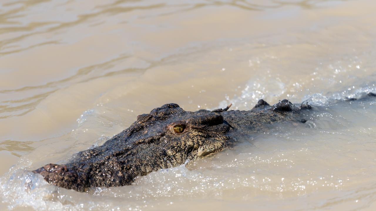 A saltwater crocodile in the Adelaide River. Picture: Che Chorley