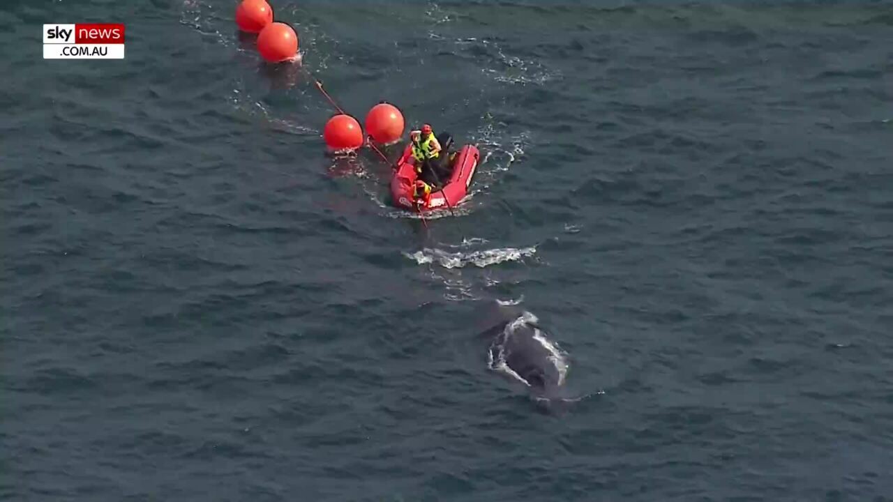 Humpback whale freed after 20-hour rescue operation