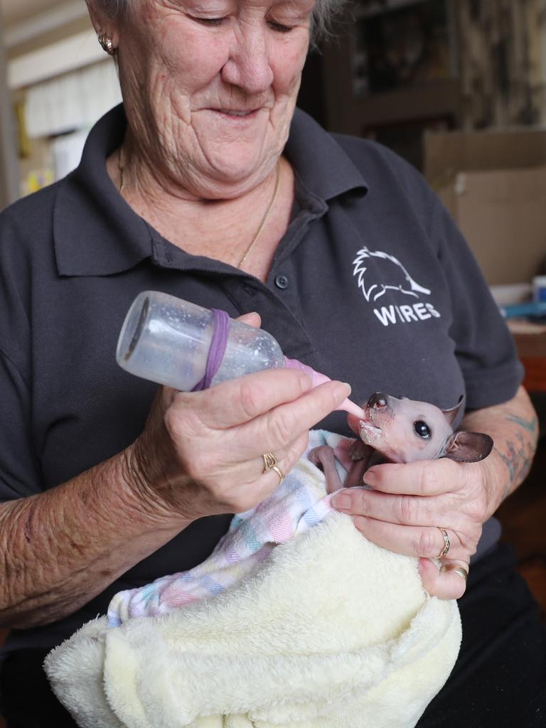 Noeline Bondfield feeds April the joey, rescued after her mother was hit by a car during the bushfire crisis. Picture: Richard Dobson