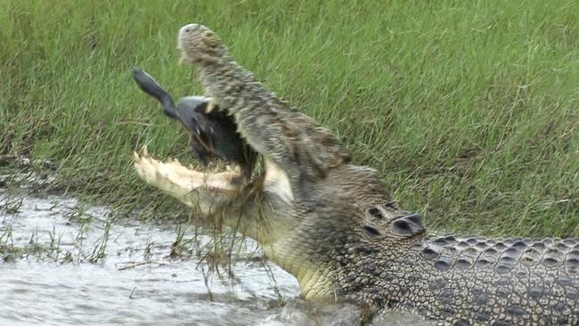 A croc makes light work of a longneck turtle at Shady Camp. Picture: Graeme Williams