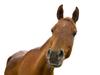 Woman rides horse drunk to servo, abuses hecklers