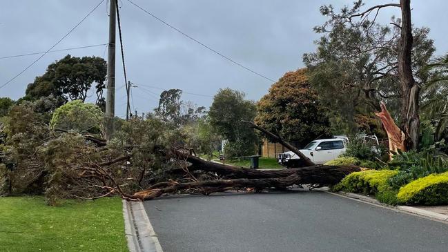 Fallen trees have blocked streets in Mt Eliza following overnight storms. Picture: Simon McEvoy.