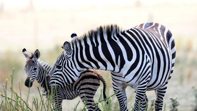 Zebras at Zoodoo Zoo, which hopes to soon run twilight tours. Picture: LUKE BOWDEN