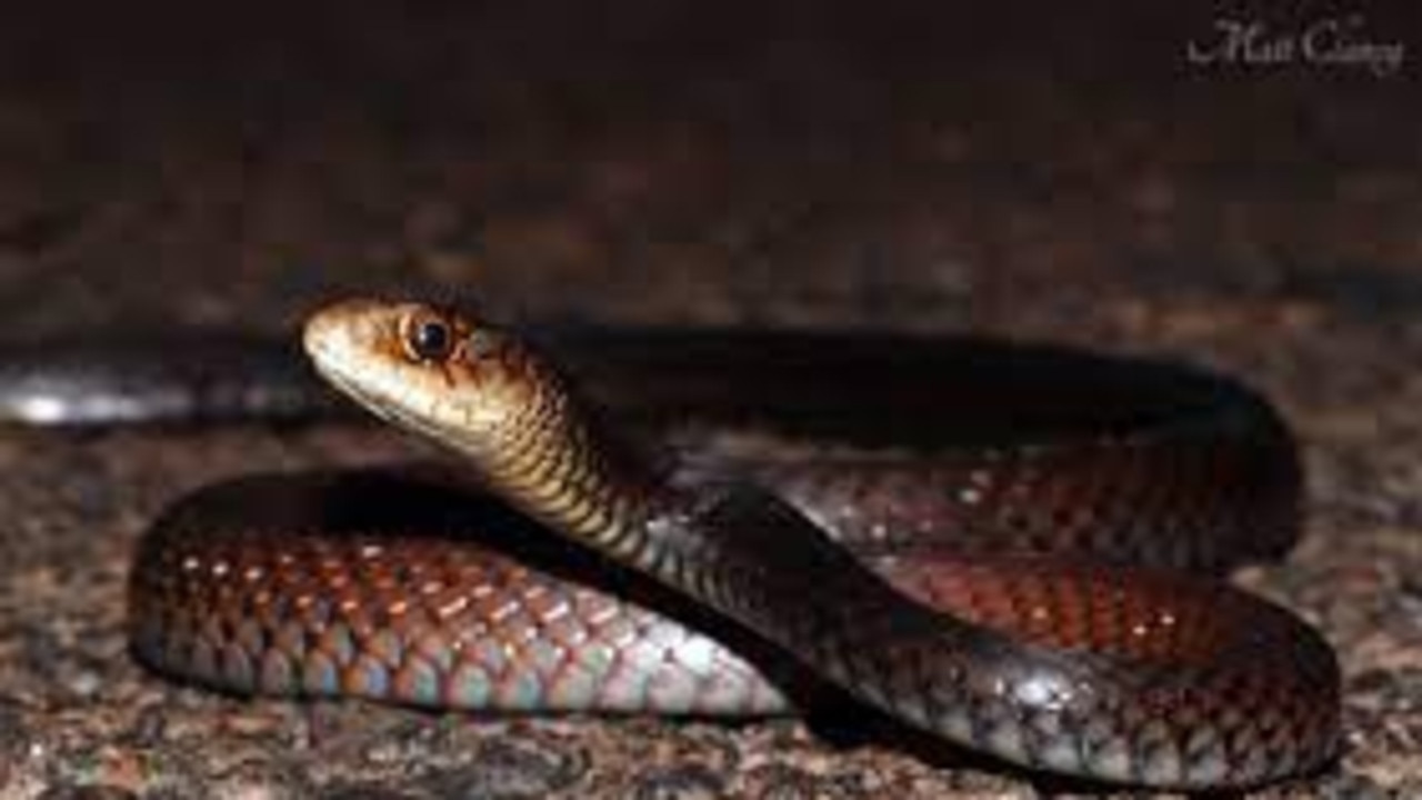 Local snake catcher Jack Gatto was bitten by a lesser black whip snake.