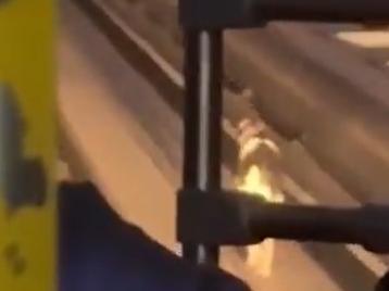 Fur-midable obstacle brings O-Bahn to hilarious crawl