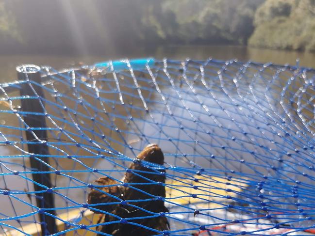 Peter Clarke-Williams got stung by a bullrout when he tried to free it from his crab pot at Ballina.