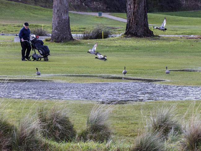 Ducks were out enjoying the extra water hazards on the 10th hole at the Kingston Beach Golf Club. Picture: Chris Kidd