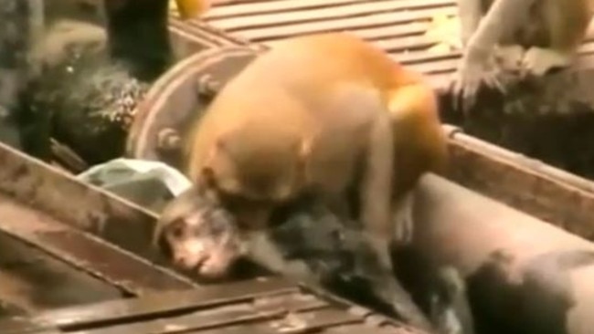 Monkey saves ‘dying’ friend at train station in India